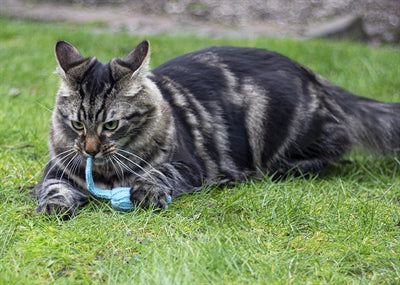 Kattenspeelgoed met geluid