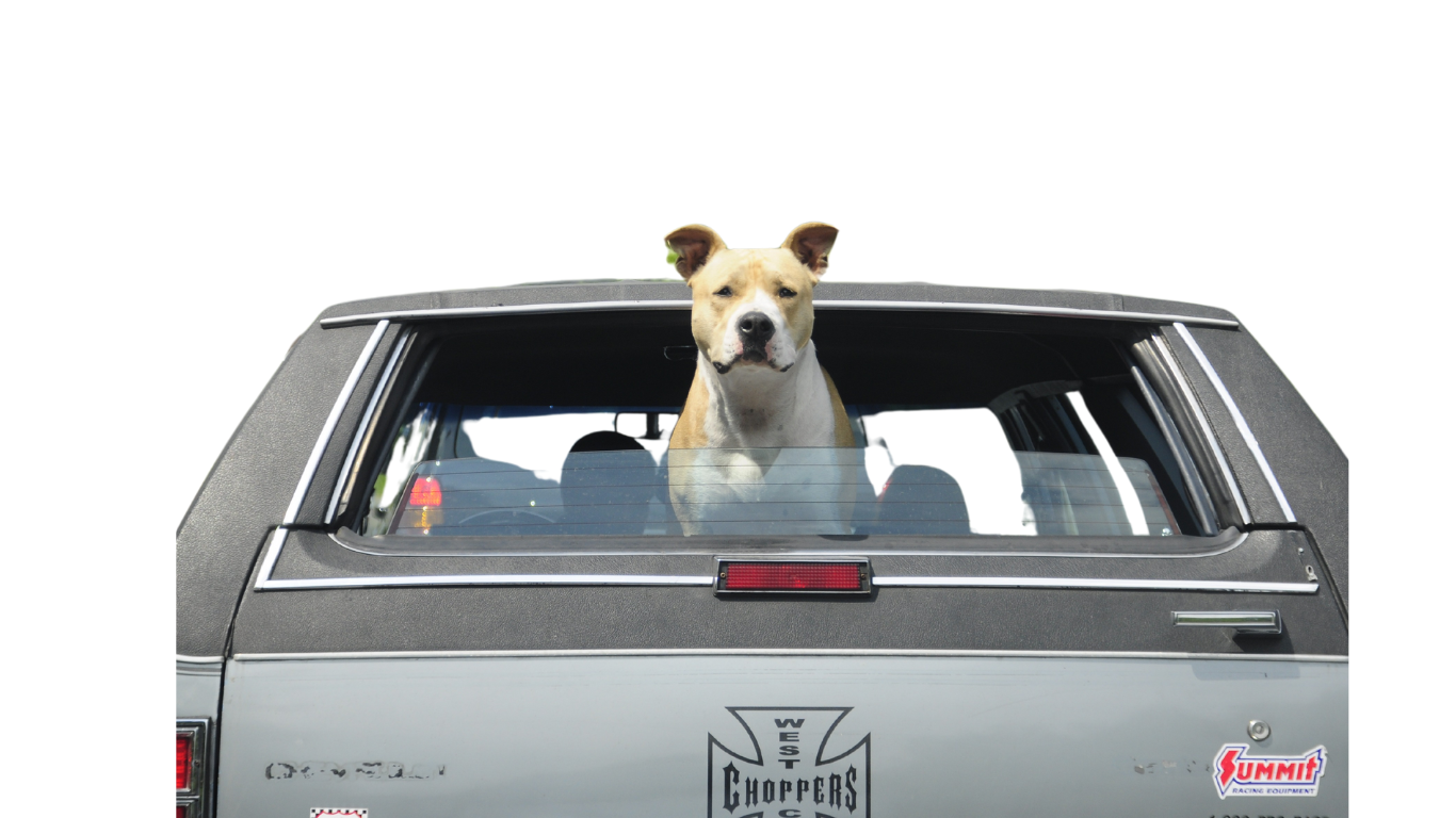 Hond op reis en veilig transport