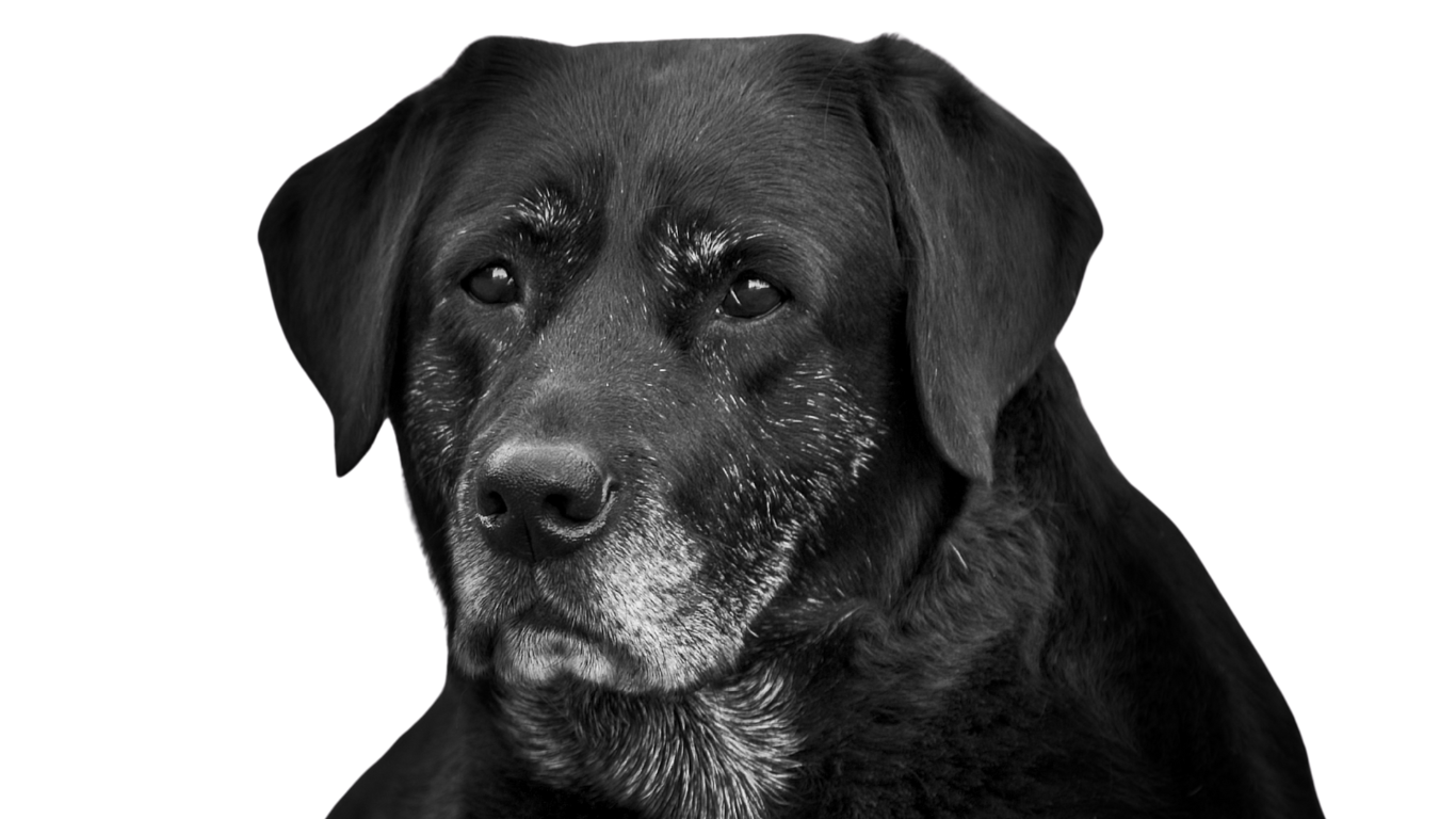 Hondenvoer voor oudere honden 7+ senior