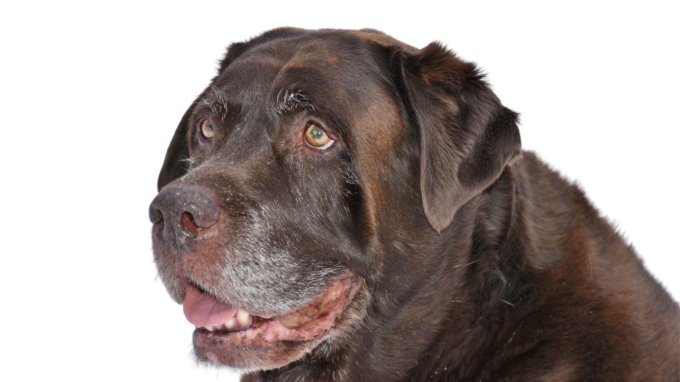 Oude grijze bejaarde labrador hond 