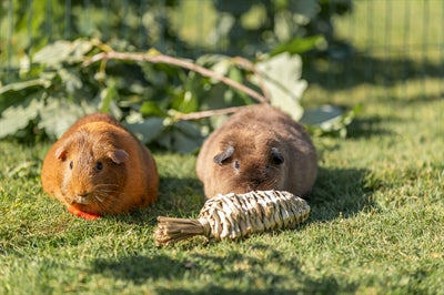 Trixie Wortel Gras, natuurlijk knaagspeelgoed voor hamsters en degoes, 20x6cm